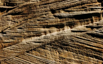 The Rhythms of Life: Biodiversity and Extinction
