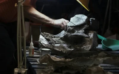 Digital Fossils: Preserving Heritage in the 21st Century