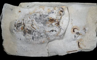 A fossil meal reveals ancient shark ecology