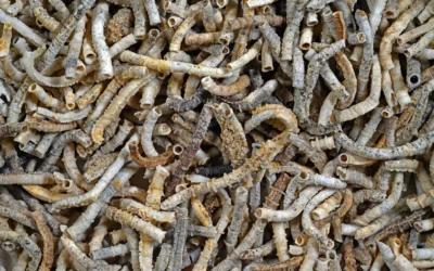 The cave worm that conquered fresh waters