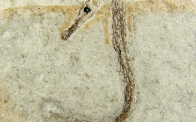 A hidden Miocene world preserved at Tunjice
