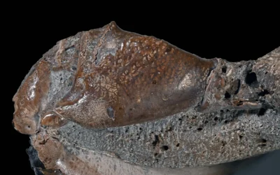 Fossils reveal an ancient Ukrainian seabed