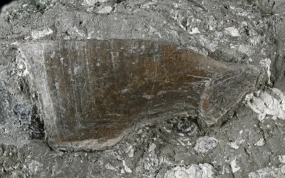 The first fossil stalked barnacle from Slovenia