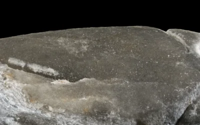 A new Early Cretaceous hermit crab from Slovenia