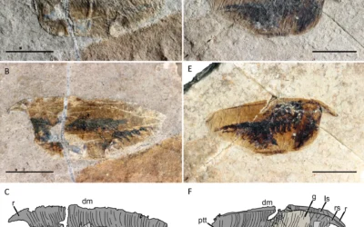 Middle and Late Triassic thylacocephalans from Slovenia