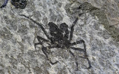Late Oligocene crabs from the Slovenian Coal Basin