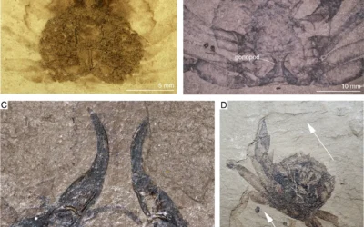 Ancient crab communities of the Central Paratethys
