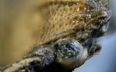 Europe’s oldest freshwater crayfish from Slovenia