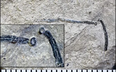 The first Sphenothallus from the Mesozoic