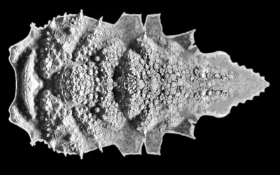 The cretaceous reef crabs from Slovenia